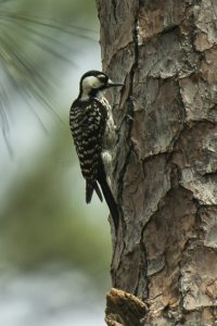 Announcing our new Wildlands for Wildlife initiative