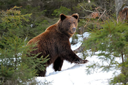 Future of the grizzly bear in Northern Rockies and Cascades