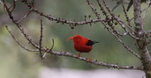 Addressing Challenges to Forests in the Hawaiian Islands
