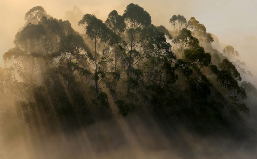 Why Does California Smell Like Australia?