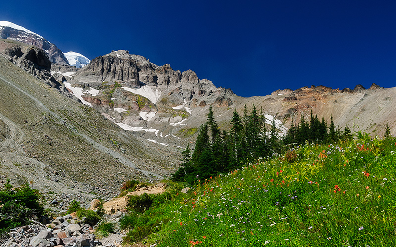 Forest Digest — Week of June 5, 2017