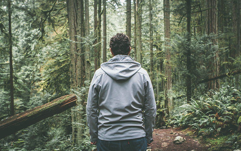 Shirin-Yoku: Why Forest Bathing Became a Global Health Phenomenon