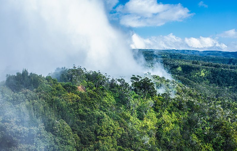 American Forests’ Response to Paris Agreement Withdrawal