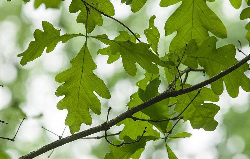 Win-Win for Whiskey, Wine and Forests