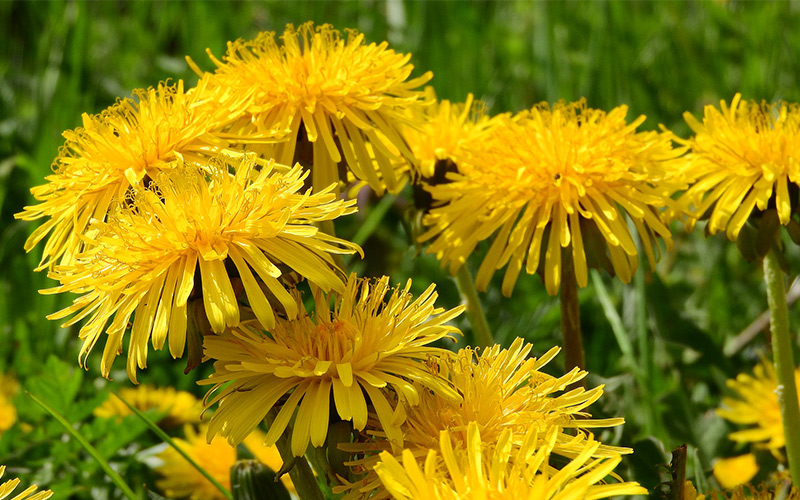 Healing Plants You Can Forage