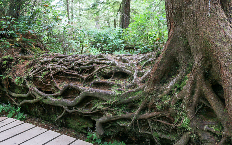 Nurse Logs: Healers of the Forest