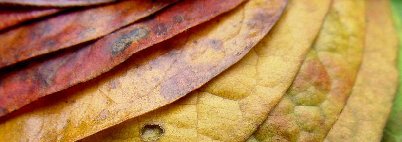 Artists Who Use Nature to Create Beauty