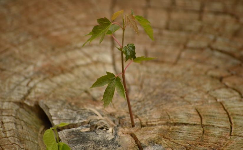 Scenes of Senescence: Inside the Life and Death of a Tree