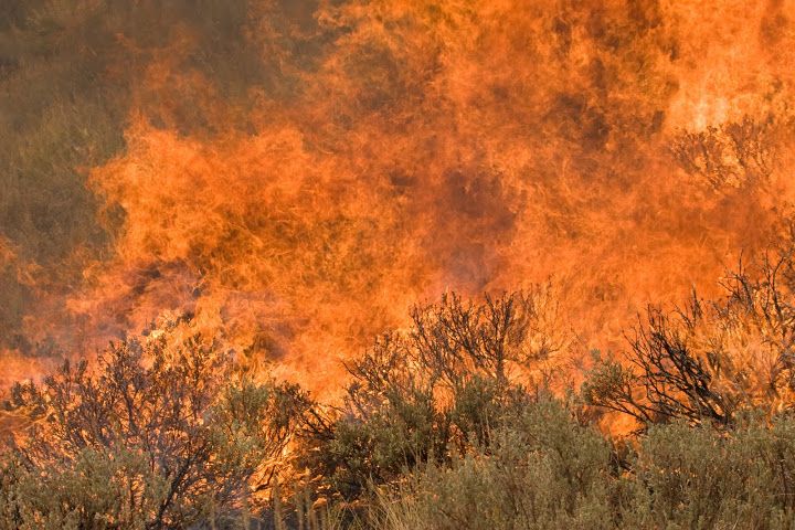 Forest Digest: Week of August 7, 2017