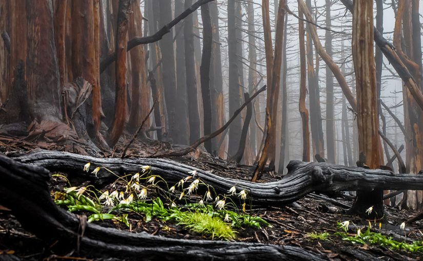 A Sneak Peek at 2017 Forests in Focus Entries