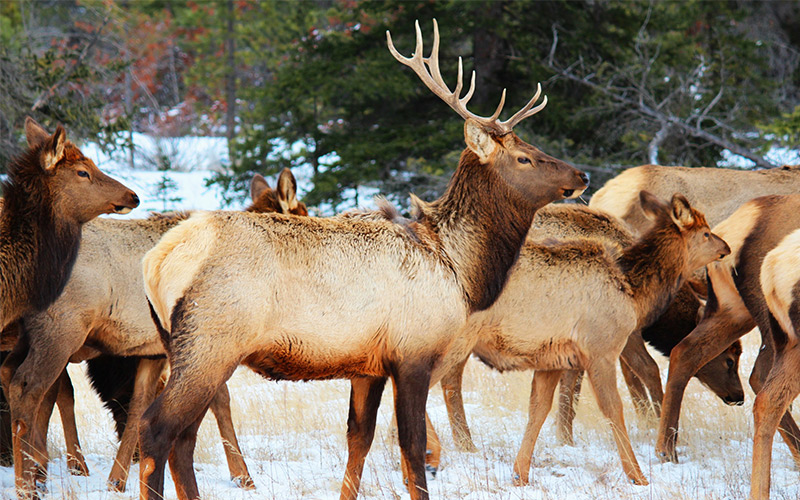 The Best Hiking Trails to Spot Wildlife