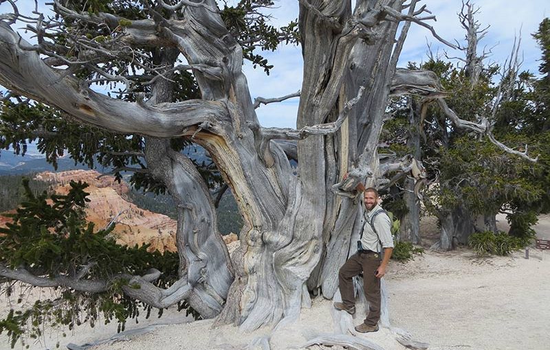American Forests Announces the 2017 Champion Trees National Register