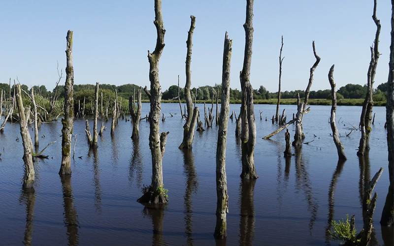 Forest Digest: Week of July 31, 2017