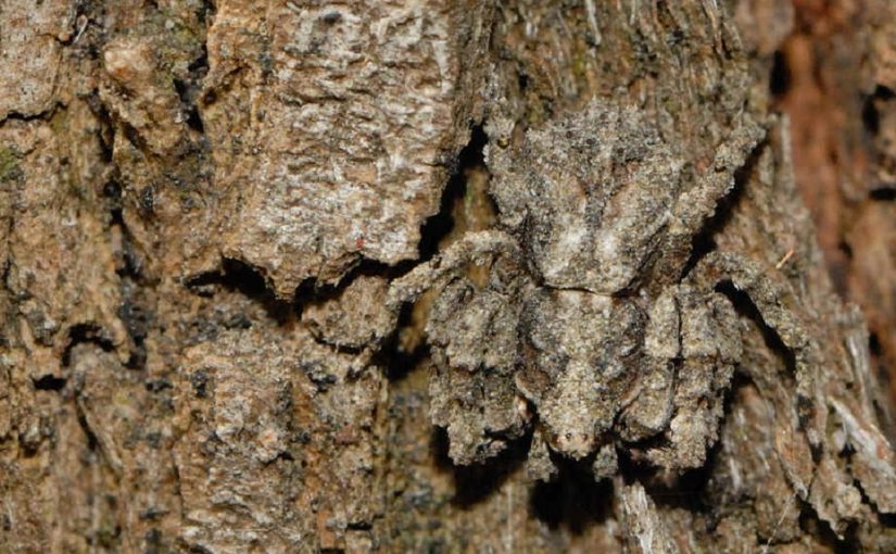 Can You Spot These Forest-Dwelling Masters of Camouflage?