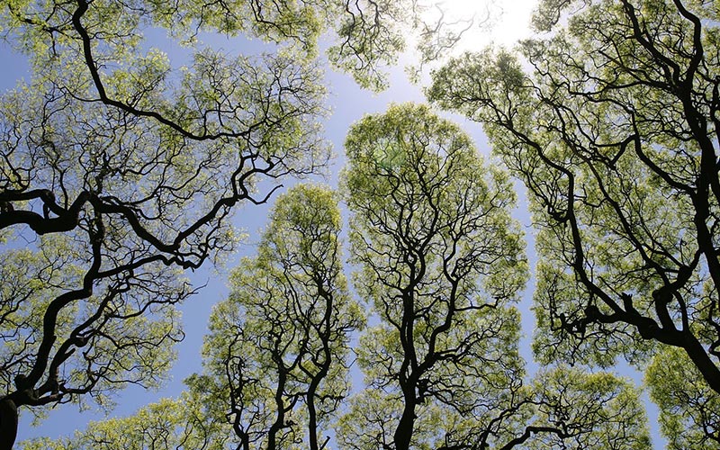 4 Amazing Forest Phenomena That Will Blow Your Mind