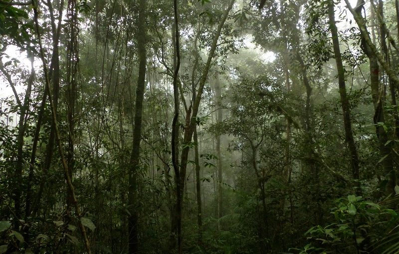 Restoring Critical Habitat in São Paulo