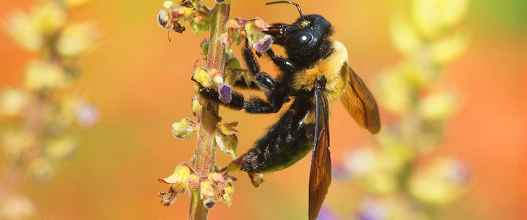 Byproducts of Bees