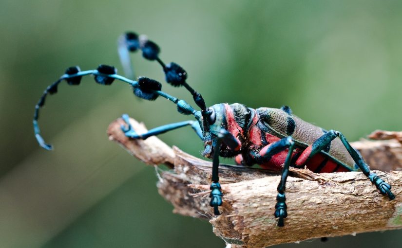 Benefits of Bugs