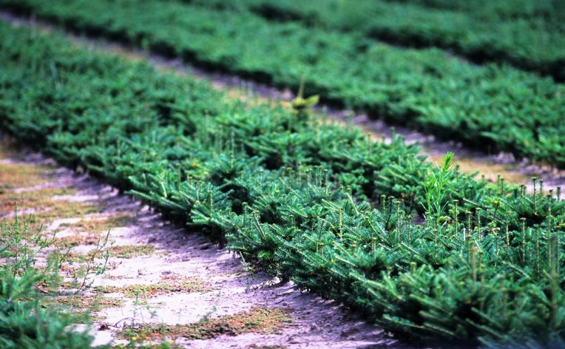Can trees grow on money—and save the planet?