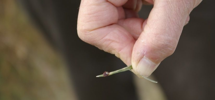 Tick Checking 101: Steps to Take For Every Hike