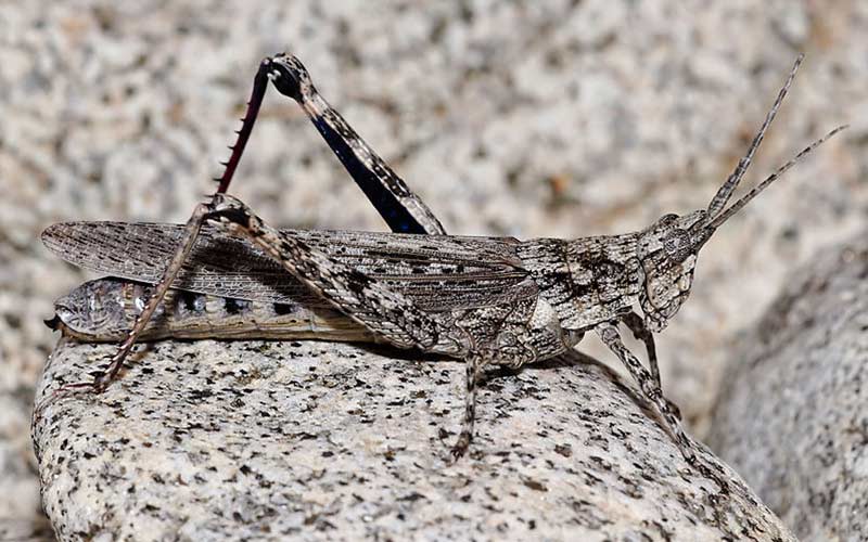 Creatures in Costumes: Nature’s Halloween