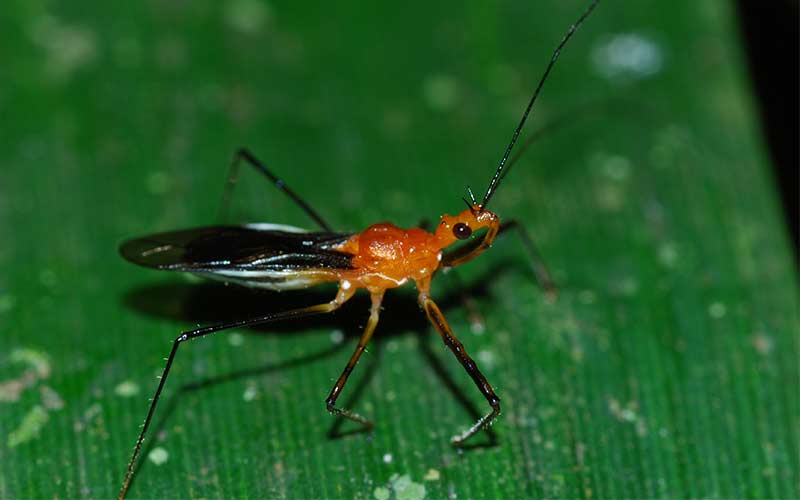 Creepy Crawlies in the Woods