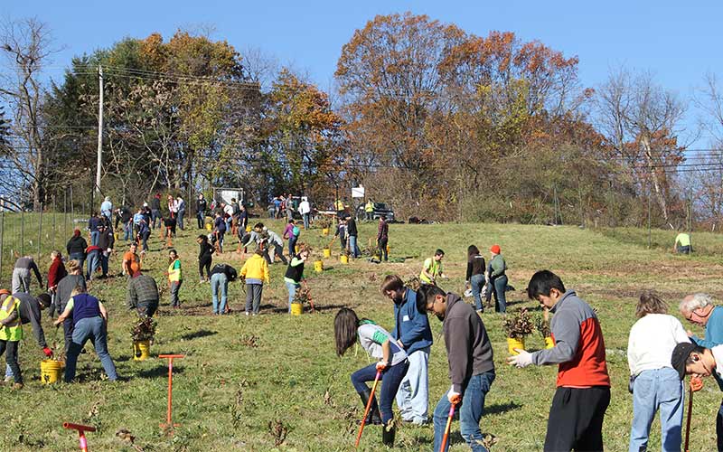 Creating Community Forest Canopies