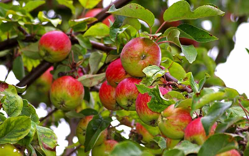 Thanksgiving Treets: Apples