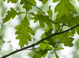 Revitalizing America’s Oak Populations