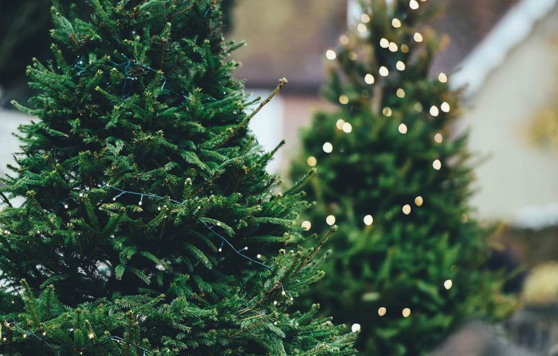 An Eco-Friendly Christmas