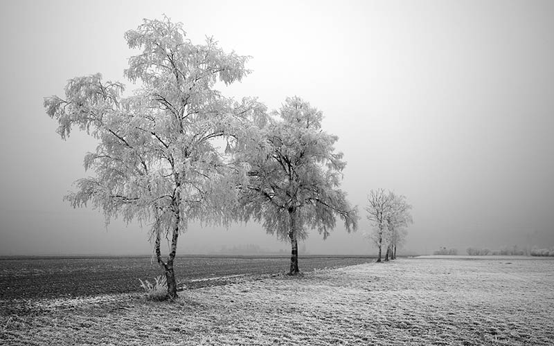 Forest Digest: December 10, 2017
