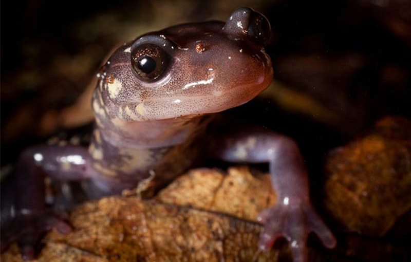 Forest Digest: February 4, 2018