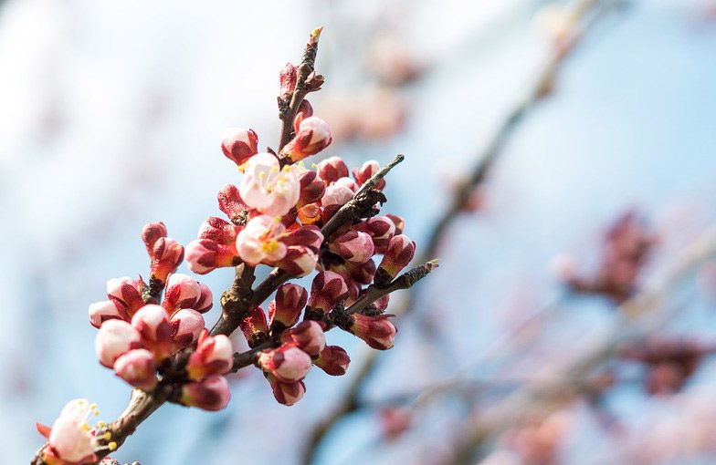 5 of the Best Things About Spring