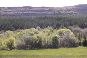 Forest Digest: April 8, 2018
