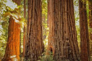 Forest Digest: April 22, 2018