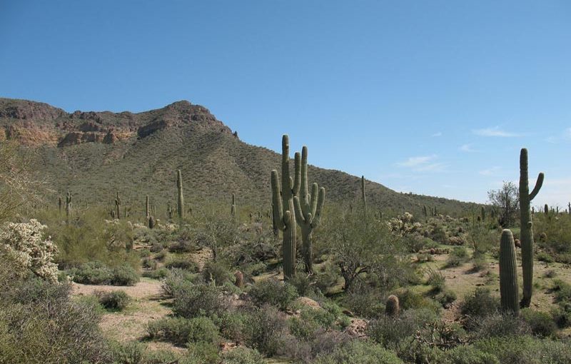 The Desert Dilemma