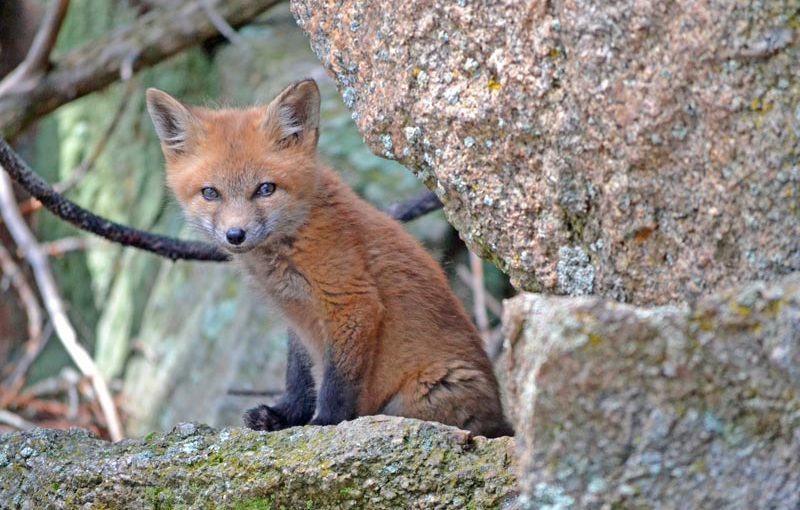 5 of the Cutest Forest Critters