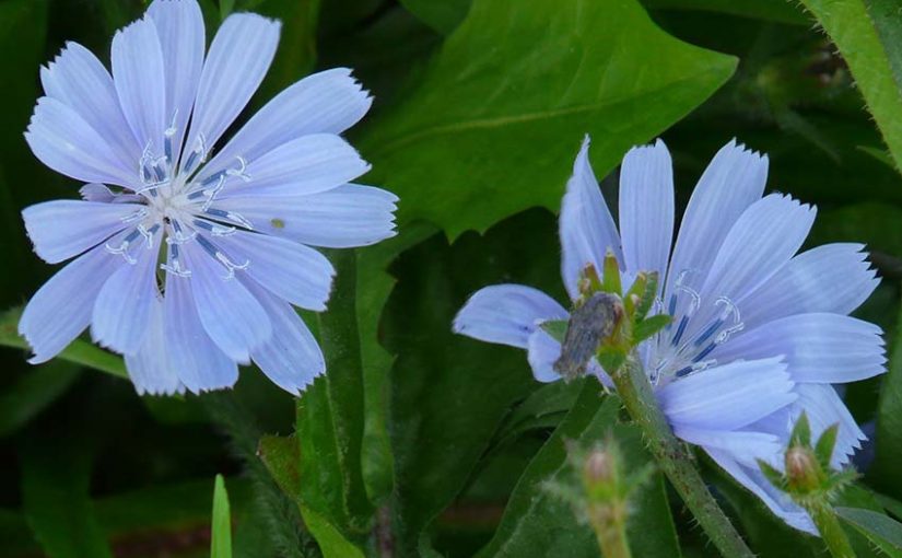 6 Edible Plants That Might Surprise You