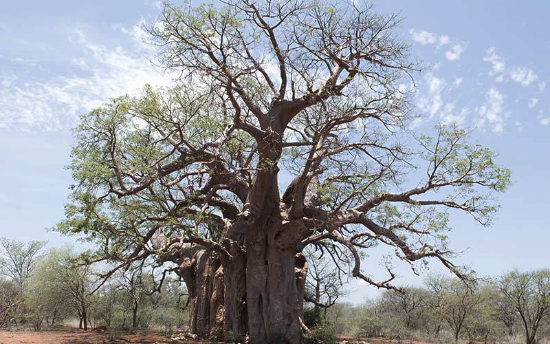 Forest Digest: June 17, 2018
