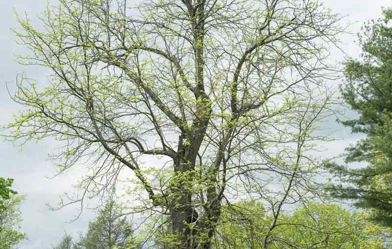 Introducing Brian Kelley, Champion Tree Archivist