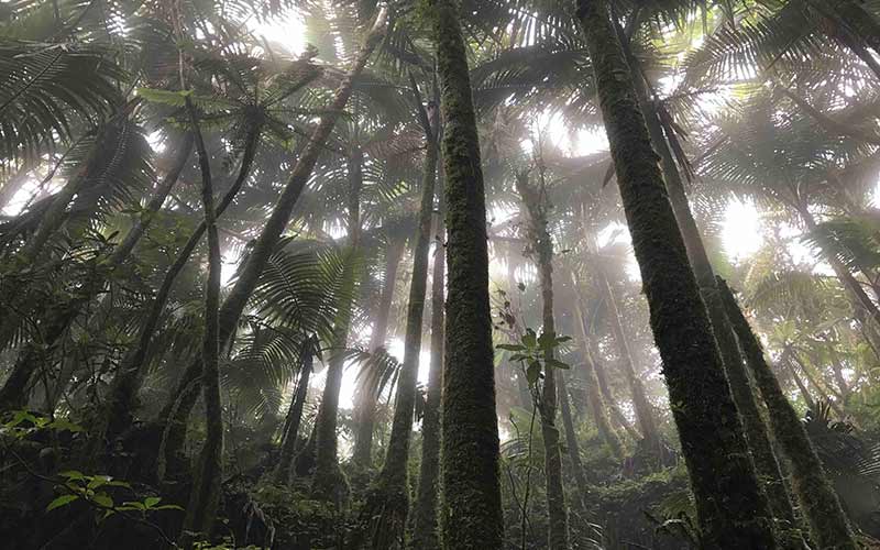 Forest Digest: July 29, 2018
