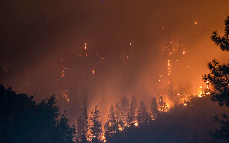 Forest Digest: July 8, 2018