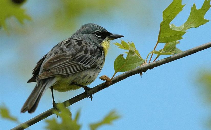 Reforesting Ontario’s Simcoe County for Kirtland’s Warbler