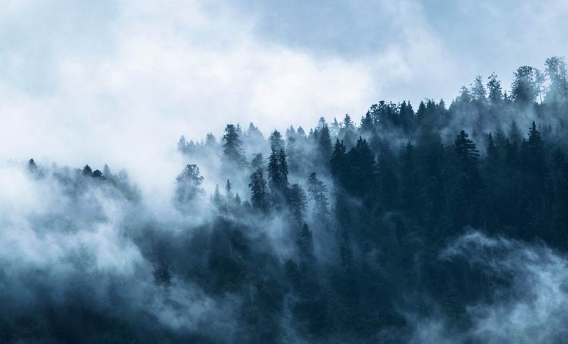 Forest Digest: September 30, 2018