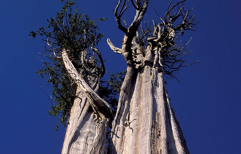 The One and Only Champion Trees National Register Announces the Biggest Trees in the U.S. in 2018
