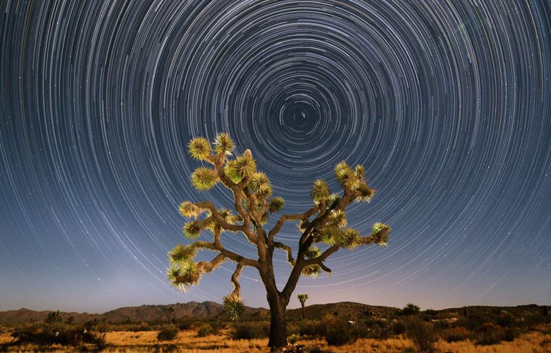 Forests in Focus 2018: And the Winners Are…