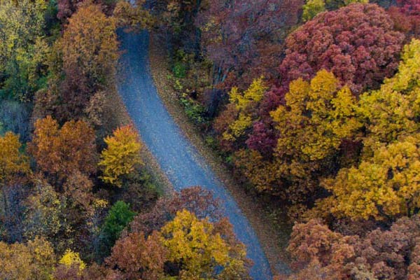 Forest Digest: October 14, 2018