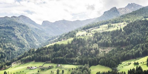 Forest Digest: October 21, 2018