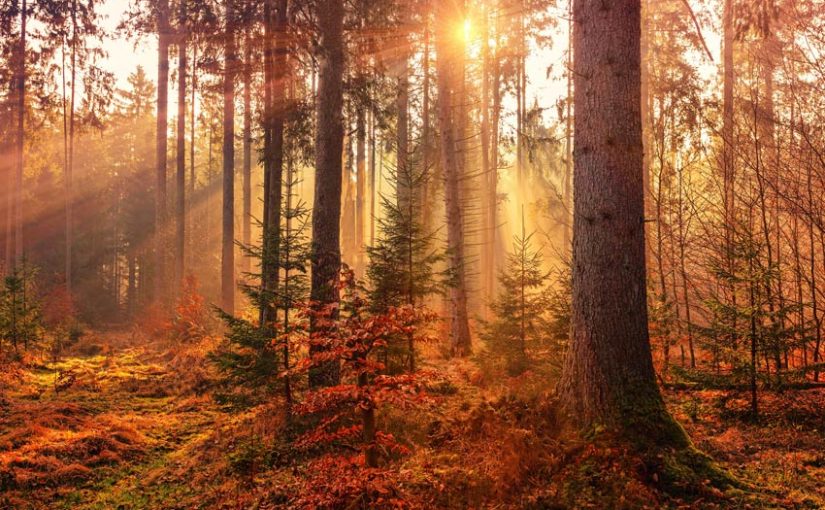Forest Digest: October 28, 2018