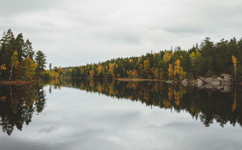 Forest Digest: November 18, 2018
